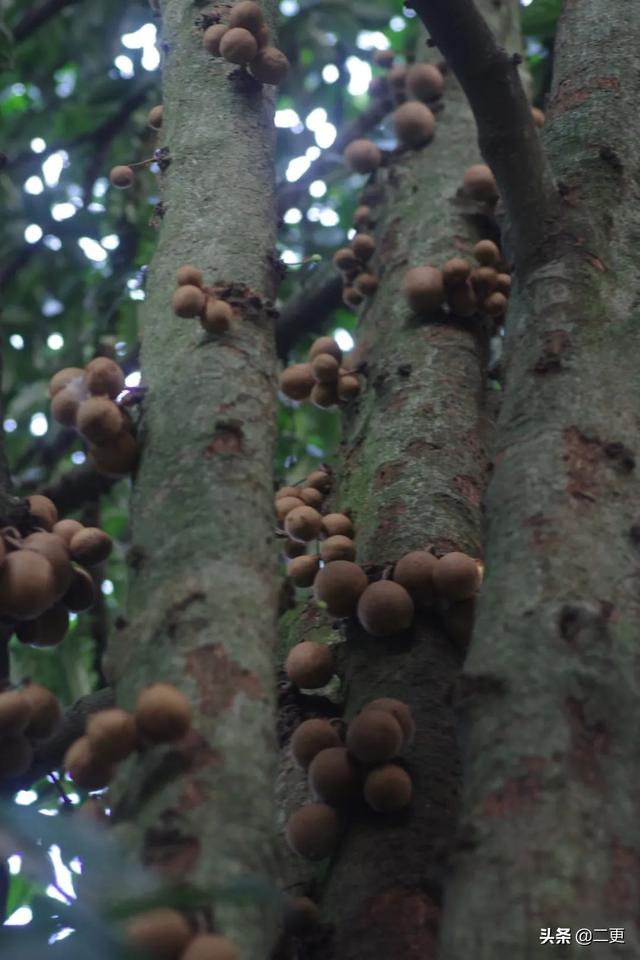 花50万吃遍世界水果，险些丧命，“水果猎人”是个什么职业？