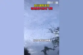四川德阳蝙蝠铺天盖地飞舞，引来群众围观，网友：是灾害征兆吗？图片