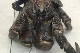 一只大怪物从小区5楼坠下，直到失主出来解释才幸免于难图片