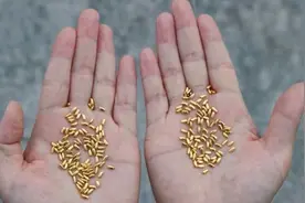 艺术家用一斤黄金铸1000粒大米，扔到上海各角落讽刺浪费，引争议图片