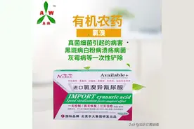 柑橘春季落叶原因分析图片