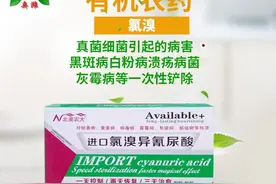 柑橘春季落叶原因分析图片