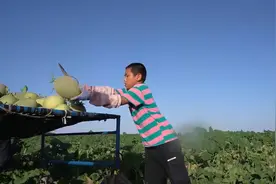 农村娃的暑假！11岁男孩每天下地搬瓜8小时：爷爷身体不好要帮忙图片