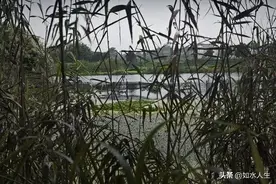 生日（随笔）图片