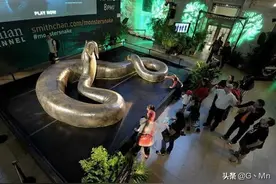 世界上最大的生物有多大？图片