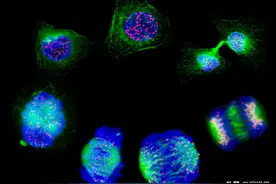 雌雄两性谁先出现？是进化的结果，还是大自然的“人为设定”？图片