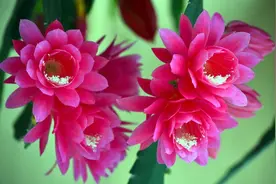 令箭荷花开花漂亮，试试“这方法”，自己繁殖，培育不同的新品种图片