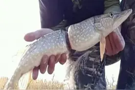 男子河边发现一条鱼多次向岸上游，捞起来看后，男子情绪失控图片