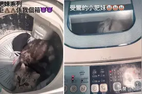 港姐冠军黄嘉雯胞姐涉放猫入洗衣机内转动,否认虐畜准500港元保释图片