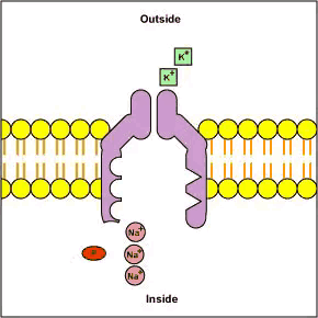 中学生物精美GIF动图来啦