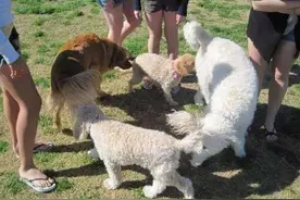 狗狗一见面就闻屁股，原来有这5个作用图片