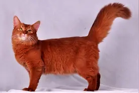 一只价值三十万的红猫图片