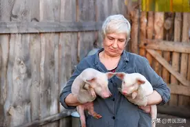 庆大霉素的4种经典搭配，解决猪场大问题，养猪人值得一看图片