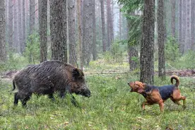 理塘县野猪泛滥，村支书遇袭身亡，一猪二熊三老虎到底谁更能打？图片