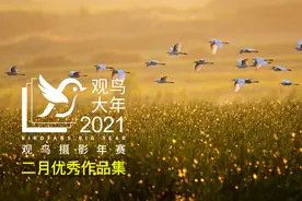 2021观鸟大年 | 43幅精彩的鸟类作品集图片