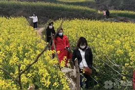 长安区杨庄油菜花开吸引市民赏花游玩图片