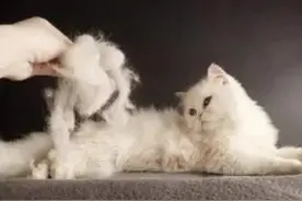 取之于猫，用之于猫！盘点猫毛的N种用途…图片