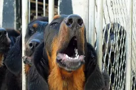 访藏獒专家：獒是犬类唯一未被改变的活化石，优秀藏獒万金难求图片