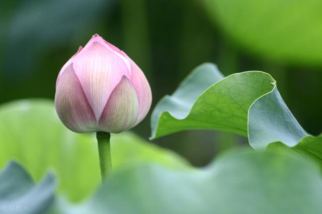 记情成卷攻略（时光的慈）