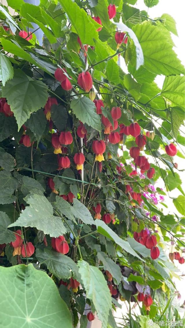 "摇钱树""摇钱花""长寿果",冬天开花结果后,满树都挂满小元宝,小灯笼