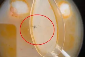 外卖平台吃出“虫子”，市民索赔遭多方踢皮球，还能“放心吃”吗？图片