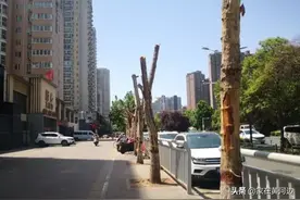 60年古树一身钉，谁之错？图片