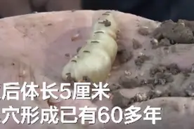 “蚁后”体长5厘米！湖北挖出60多年的蚁穴，蚁王蚁后共同现身图片