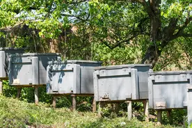 蜜蜂养殖技术｜中蜂较意蜂多次自然分蜂的原因分析及应对思路图片