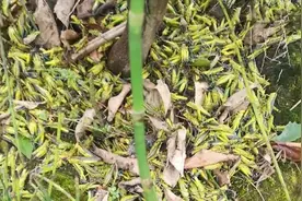 桂林遭蝗灾袭击农作物上爬满蝗虫 村民连续几天喷药杀虫
