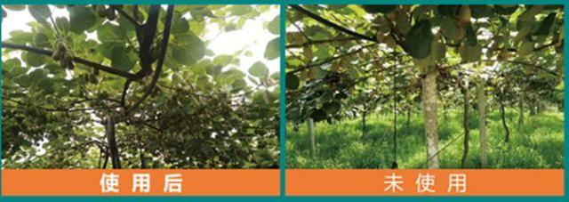 鑺辩矇澶氱硸鍜屾皑鍩洪吀鑲ュ摢涓墠鏄綔鐗╀績鏍归閫夛紵鍚惉涓撳鎬庝箞璇? onerror=