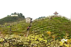 【万盛】忽如一夜春风来，千树万树梨花开图片