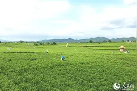 横州市石井村：茉莉花开幸福来图片
