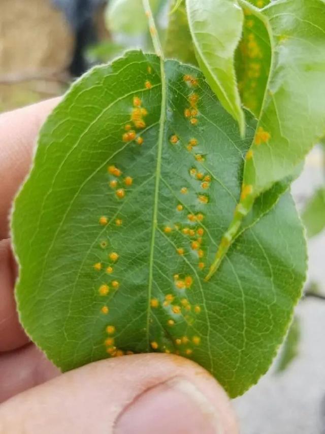 室内植物病害大全(植物叶片病害图片大全)-措必培