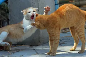 母猫交配后为何转头攻击雄性？不节制生育，9年可产1千万后代图片