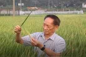 袁隆平的杂交水稻有多牛？迪拜酋长请他帮忙，并将首批定为国礼图片