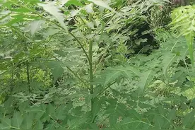 即将消失的物种一一楝树图片