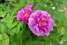 盆栽牡丹花，移栽选个“好季节”，多做1步，缓苗更快，开花更多图片