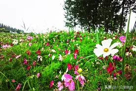 藏不住了！渭河边惊现千亩格桑花海，运气好还能捡到精美鸡血石图片