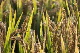 无残留的杀菌剂，真菌、细菌都能治，打药时加一点，农作物不生病图片