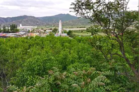 体验回族同胞的生活图片