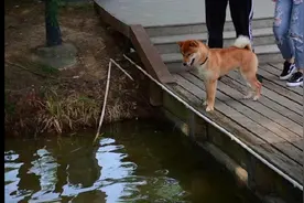 柴犬遇到一群大鹅，被吓得直往主人裤腿里钻：好可怕，咱们快走图片