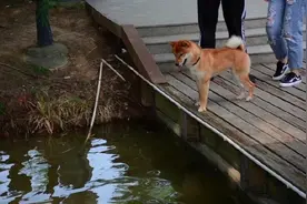 柴犬遇到一群大鹅，被吓得直往主人裤腿里钻：好可怕，咱们快走图片