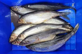 海里也有青鱼，此青鱼非彼青鱼，山东沿海说的青鱼其实是太平洋鲱图片