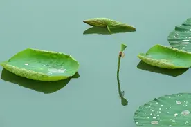 6种降血脂中成药的功效解读图片