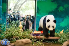 津云镜头：200斤“萌妹子”喜乐生日趴！超多“粉丝”送祝福图片