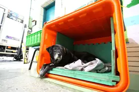 流浪狗误入校园被收养，20年后获颁“金饭碗”，相当人类100岁图片