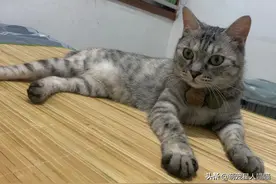 关于猫咪的16个趣闻，你听说过吗？图片