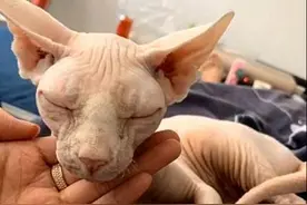 将无毛猫寄养在宠物店，后来却发现怀孕了，看到幼崽后不想说话图片