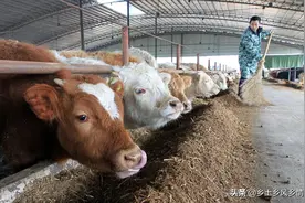 都知道用酒糟养牛赚钱快、如何饲喂却不懂，养牛十年的老农告诉你图片