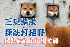 三只柴犬探头与路人打招呼，为啥能火爆全网？揭秘超高人气的秘密图片